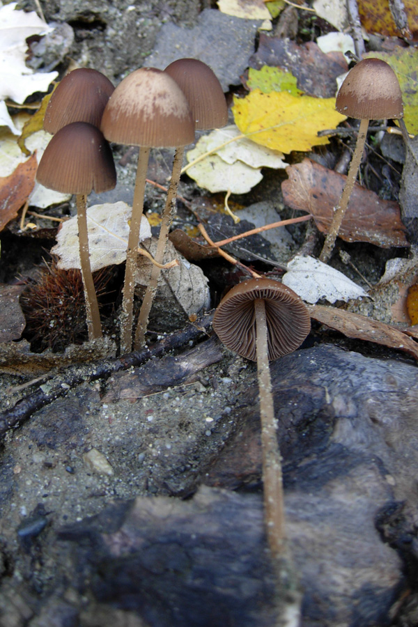 Due funghi da Rio Rocca